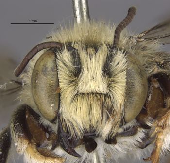 Media type: image;   Entomology 15717 Aspect: head frontal view